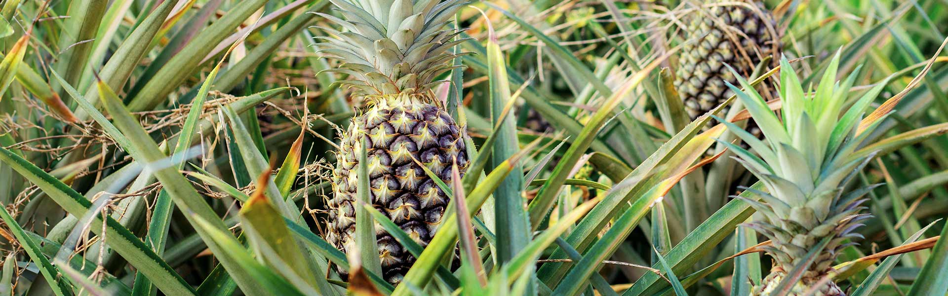 Recipe: Pineapple Cobbler