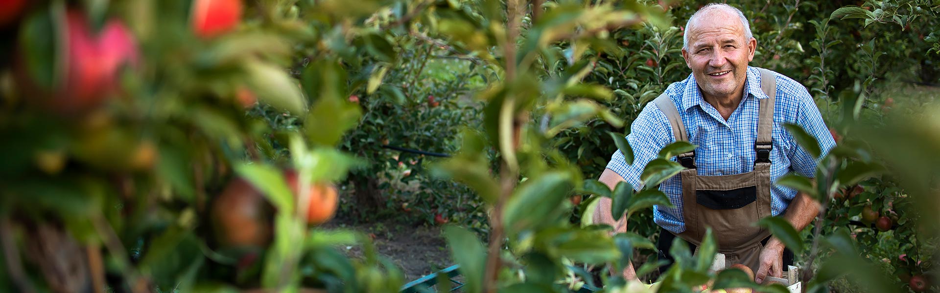 Differences and Significance between Organic and Conventional Farming