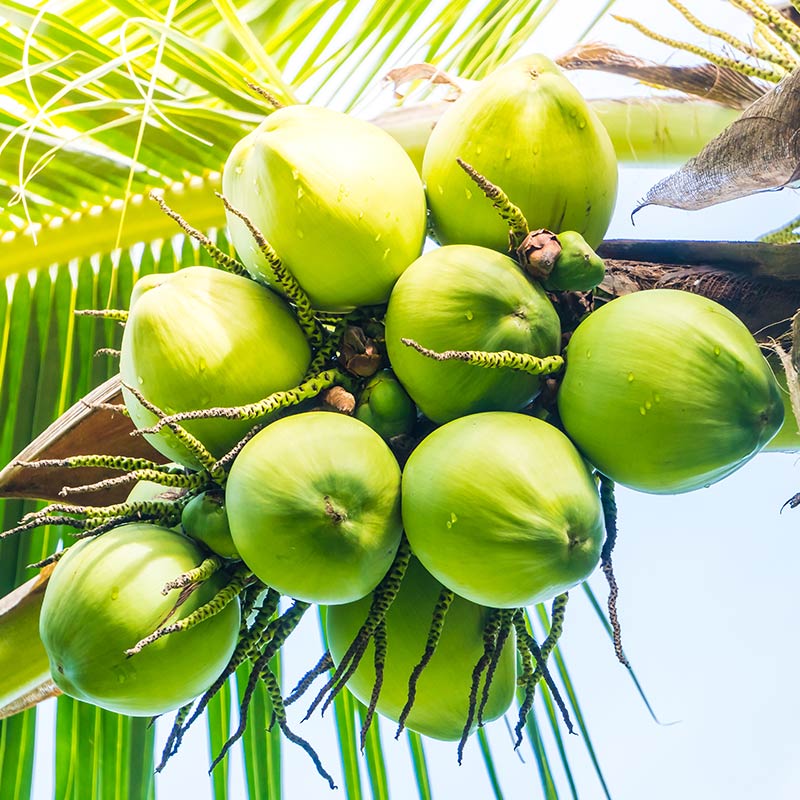 Why is Coconut Considered a Miracle Superfood?