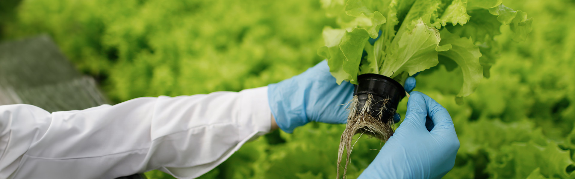 A Guide to Green Agriculture: Sustainable Practices for Future-Ready Farming