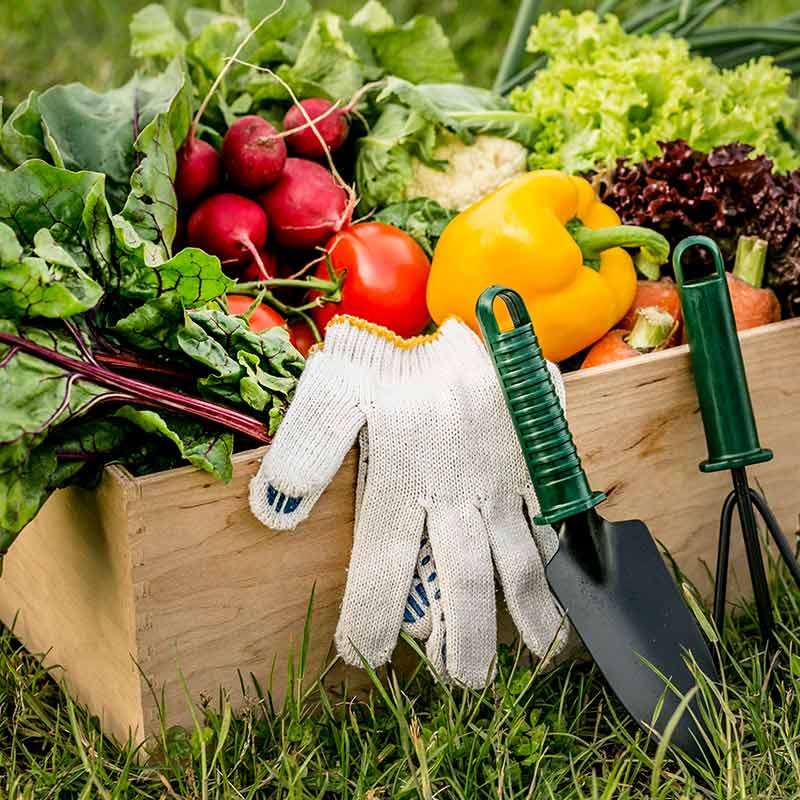 Exploring Recent Trends in Organic Farming: Sustainable and Regenerative Practices for a Greener Future