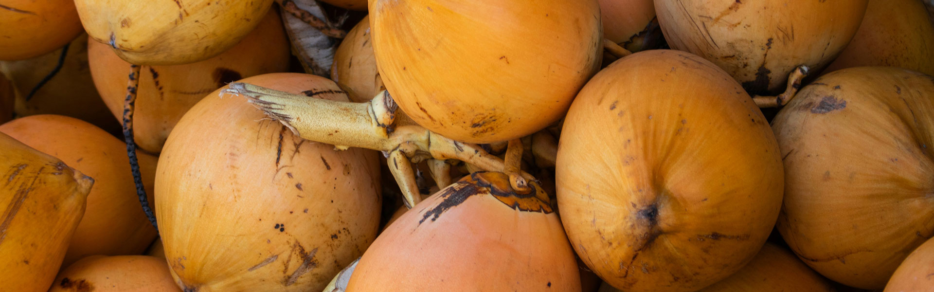 A Guide to King Coconut (Thambili): Why It’s Different from Regular Coconut Fruit?