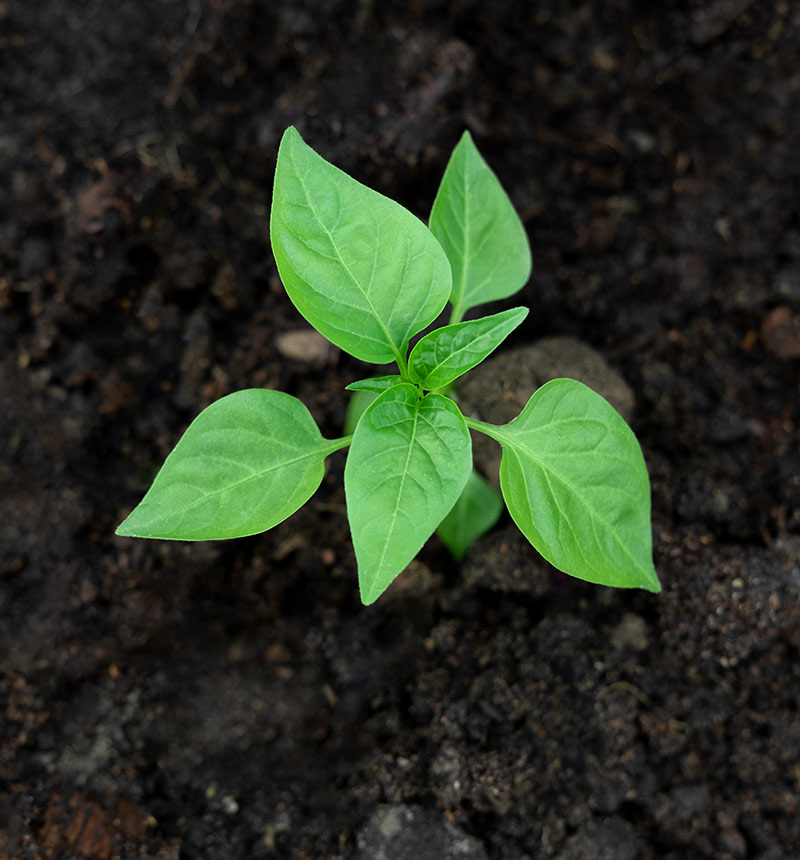 Young plant seedling in dark soil