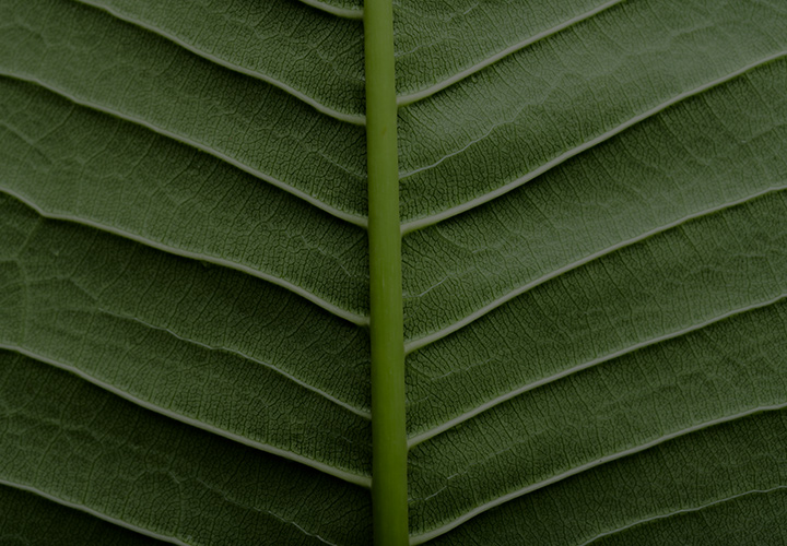leaf
