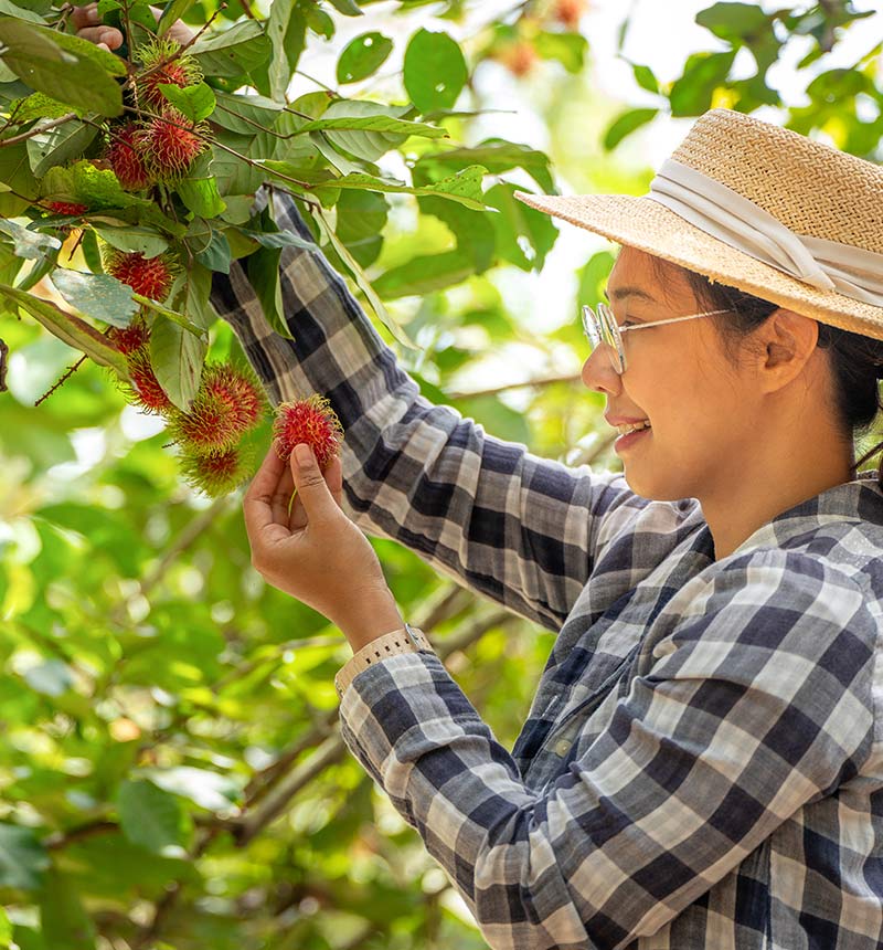 Woman harvesting grapes