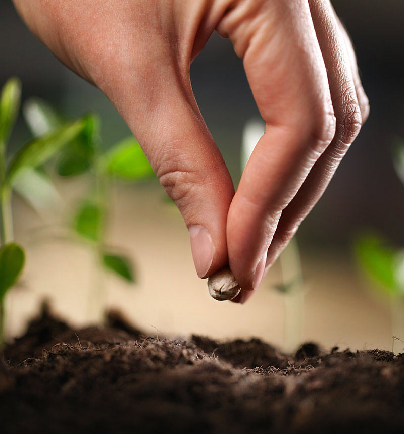 A close-up of a human hand dropping a seed into soil