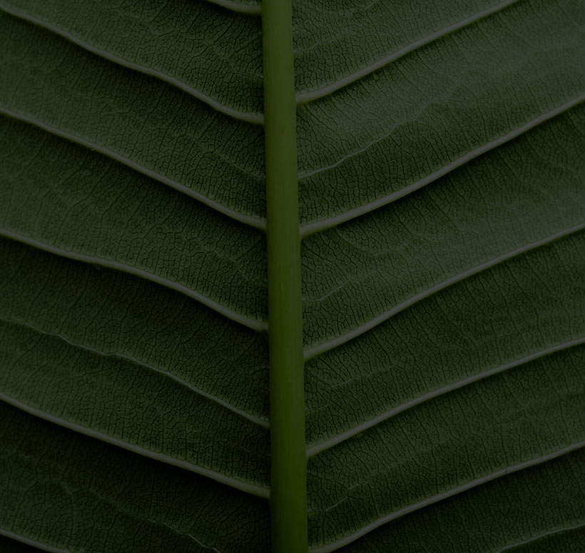 large, green leaf