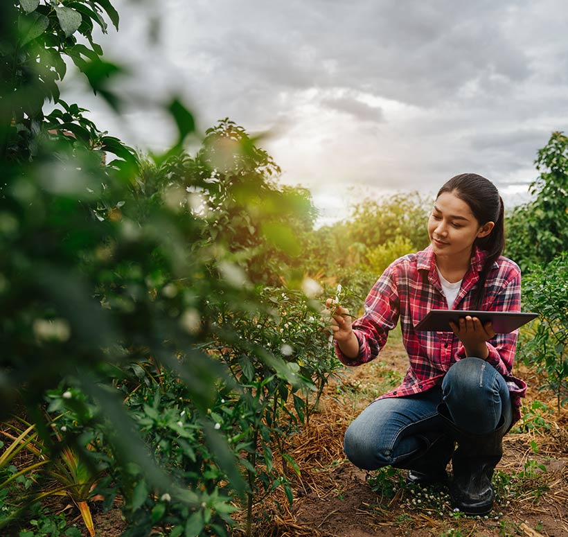 A smiling female farmer or agronomist inspecting plants in a field with a tablet