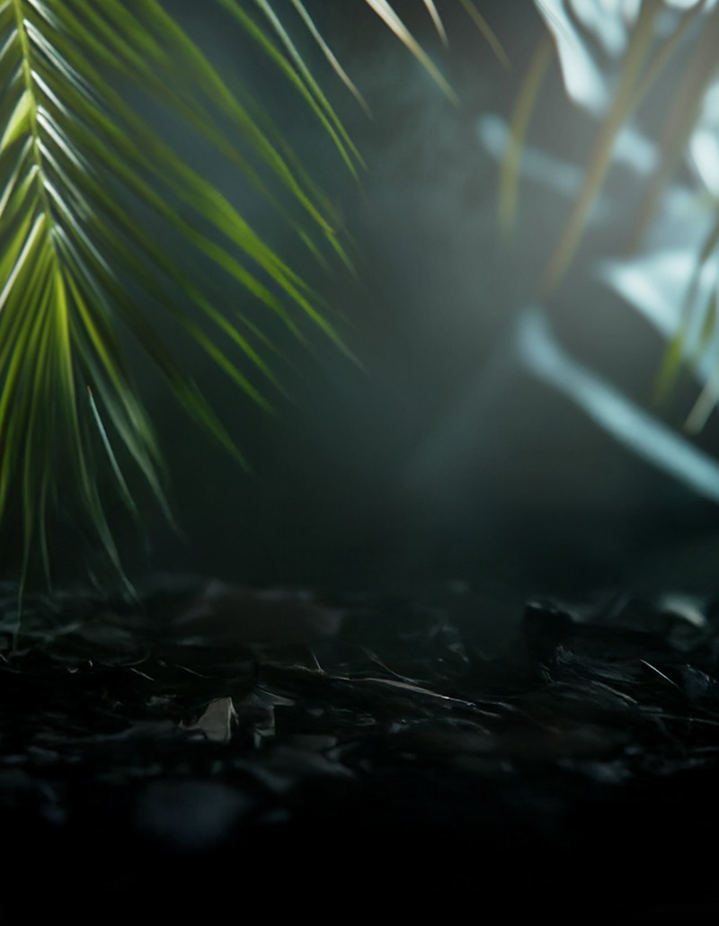 https://www.miditer.com/wp-content/uploads/2025/05/coconut-bacground-800x1030-1.jpg