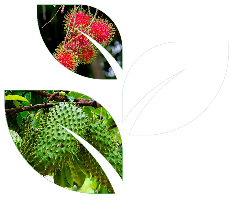image of rambutan and soursop