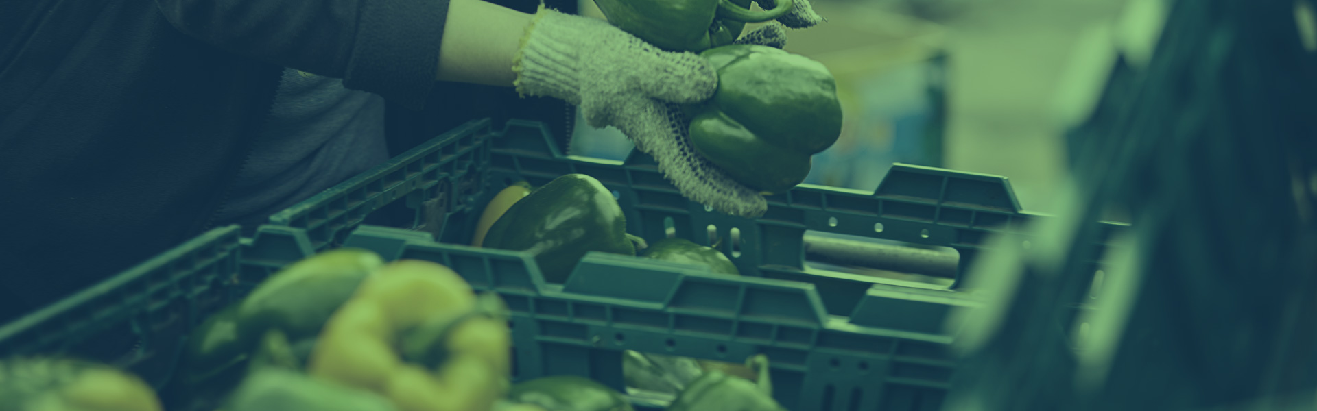 What to Look for in a Reliable Organic Food Export Partner