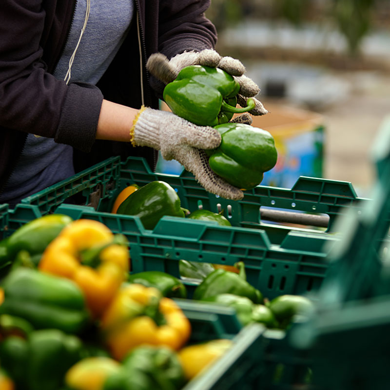 What to Look for in a Reliable Organic Food Export Partner