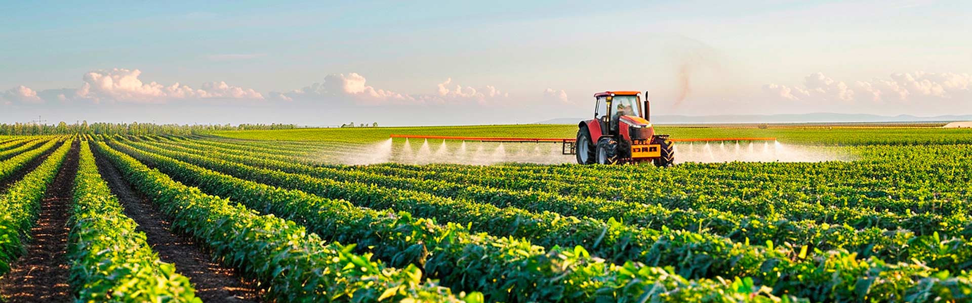 How Sri Lanka’s Agricultural Exports Are Growing: Miditer’s Contribution to the Export Market